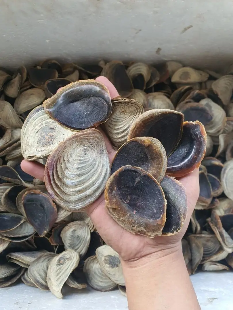 Operculum