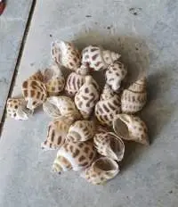 Sea Shells