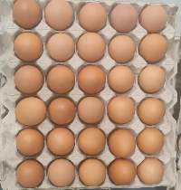 Eggs