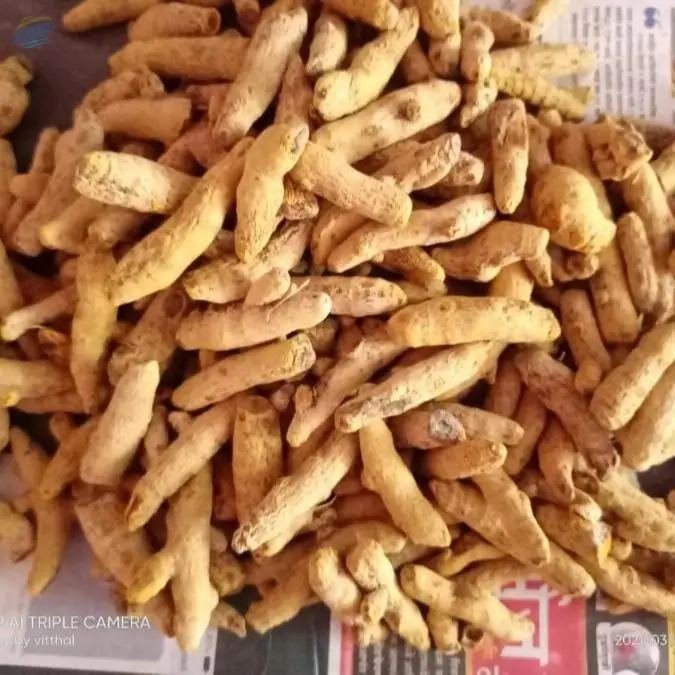 Turmeric Fingers/ Powder