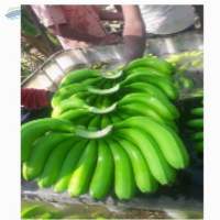 Cavendish G9 Banana