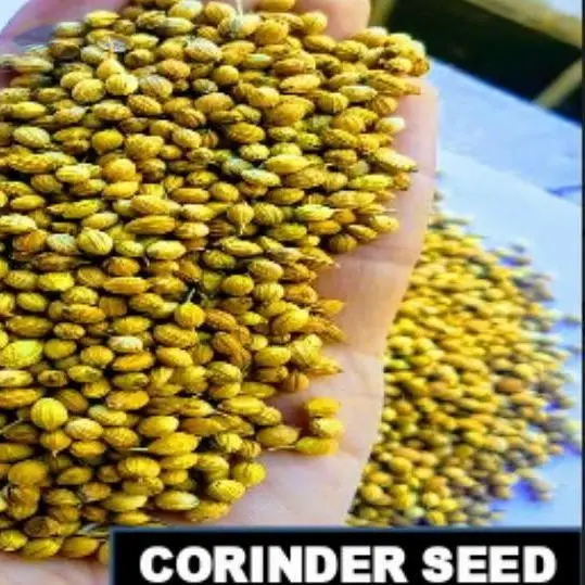 Coriander Seeds And Corinder Powder