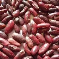 Rajma