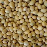 Soybean Seeds