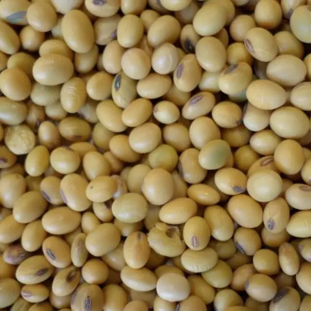 Soybean Seeds