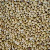 Toor Seeds