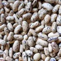 White Bean