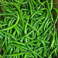 G4 Chilli