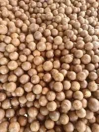 Macadamia Nuts With Shell All Grade