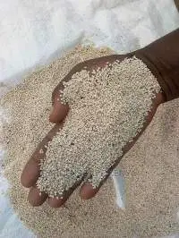 White Sesame Seeds -Uganda Origin