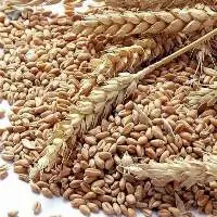 Wheat