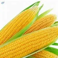 Yellow Corn for Animal Feed