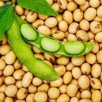Soybeans Non-GMO for Animal Feed