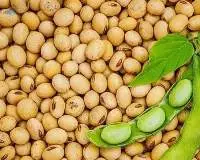 Non GMO Soybean