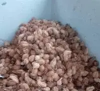 Semi Husked Coconut