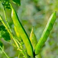 Guar Gum