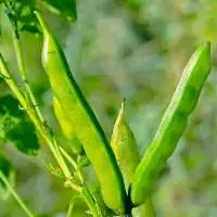 Guar Gum