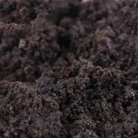 Cow Dung Powder