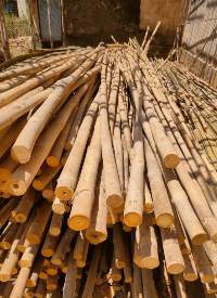 Bamboo Poles