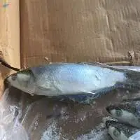 Frozen Milkfish