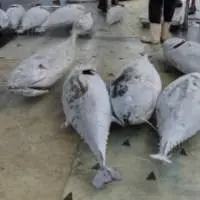 Yellow Fin Tuna / Big Eye Tuna