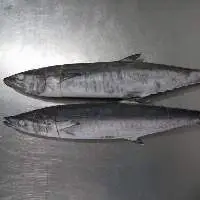 Frozen Spanish Mackerel (King Fish)