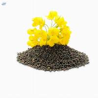 Oil Seeds