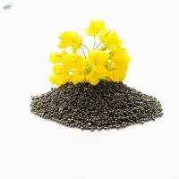Oil Seeds
