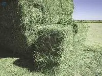 Feeds