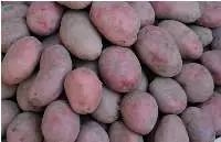 Fresh Fruits and Vegetables