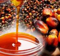 RBD Palm Oil