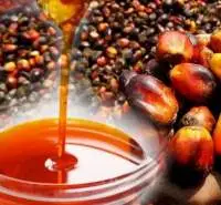 RBD Palm Oil