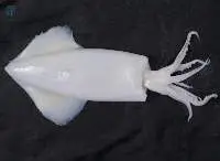 Frozen Squid Cleaned, Whole, Ring