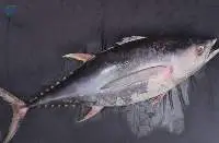Frozen Tuna
