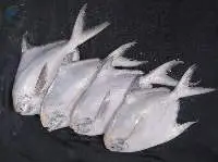 Frozen Silver Pomfret