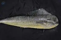 Frozen Mahi Mahi