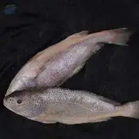 Frozen Silver & Yellow Croaker