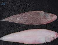Frozen Sole Fish