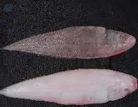 Frozen Sole Fish