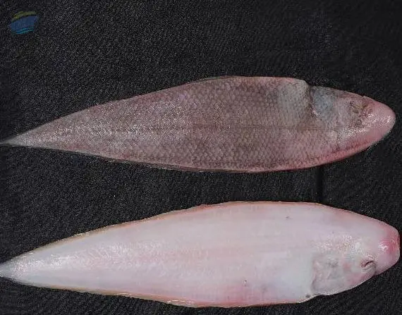Frozen Sole Fish