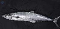 Frozen King Fish