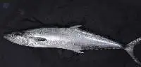 Frozen King Fish