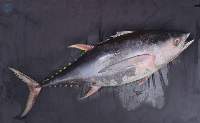 Frozen Yellow Fin Tuna Whole Round