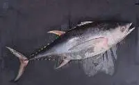 Frozen Yellow Fin Tuna Whole Round