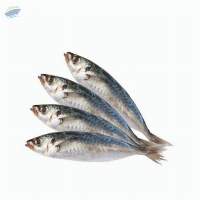 Sardine/Ikan sardin - selayang / whole round