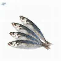 Sardine/Ikan sardin - selayang / whole round