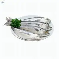 Horse Mackerel (HardTail Scad) whole round