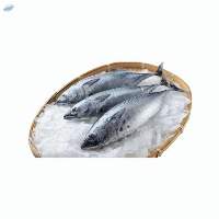 Skipjack Tuna / Ikan Tongkol / Whole Round