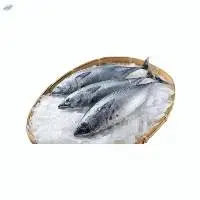 Skipjack Tuna / Ikan Tongkol / Whole Round