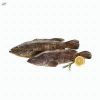 Grouper / Kerapu / Whole Round
